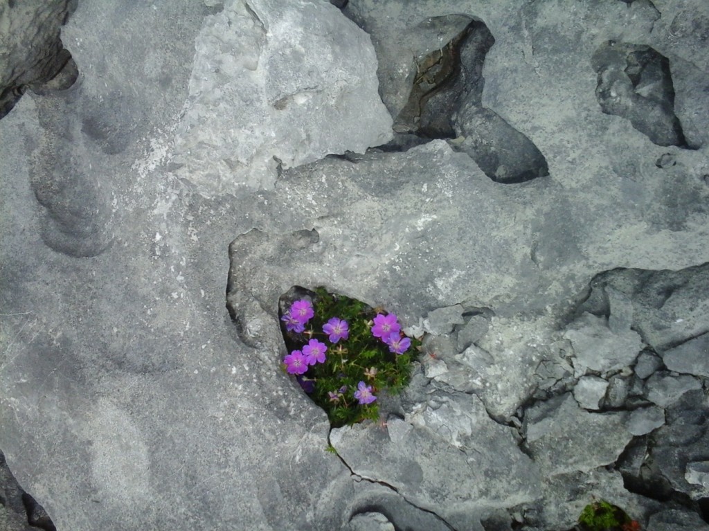 les falaises de Moher