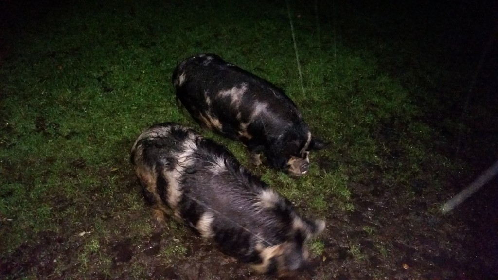 Our new friends from the Mourne Mountains!