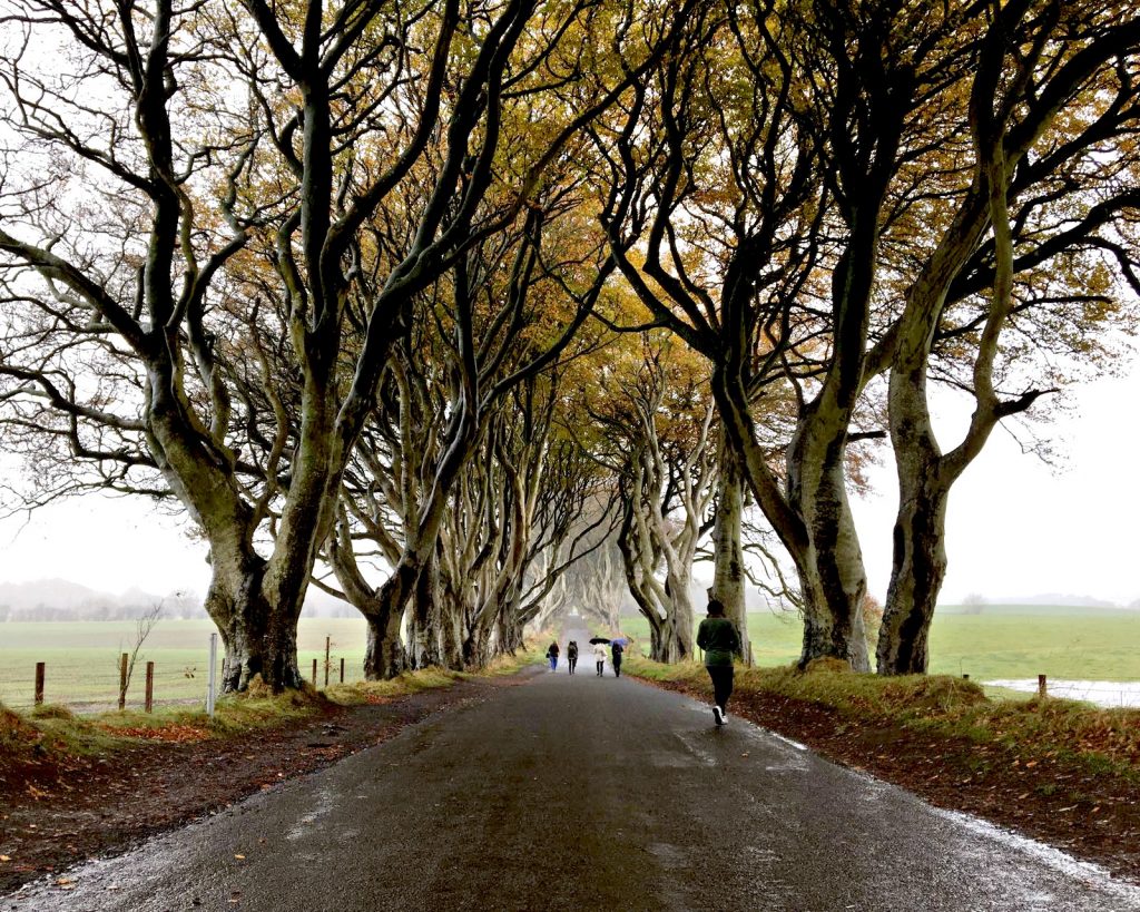 Dark hedges , Dublin to the giants causeway