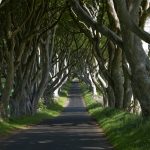 dark hedges