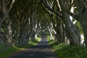 dark hedges