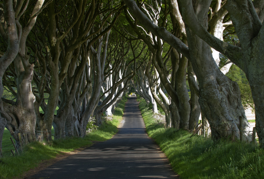 dark hedges,Northern Ireland tour