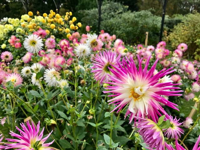 Flowers in Bloom botanic gardens Dublin