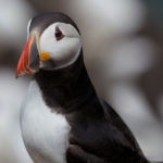 Picture Puffin Cliffs of Moher