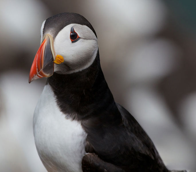 Picture Puffin Cliffs of Moher