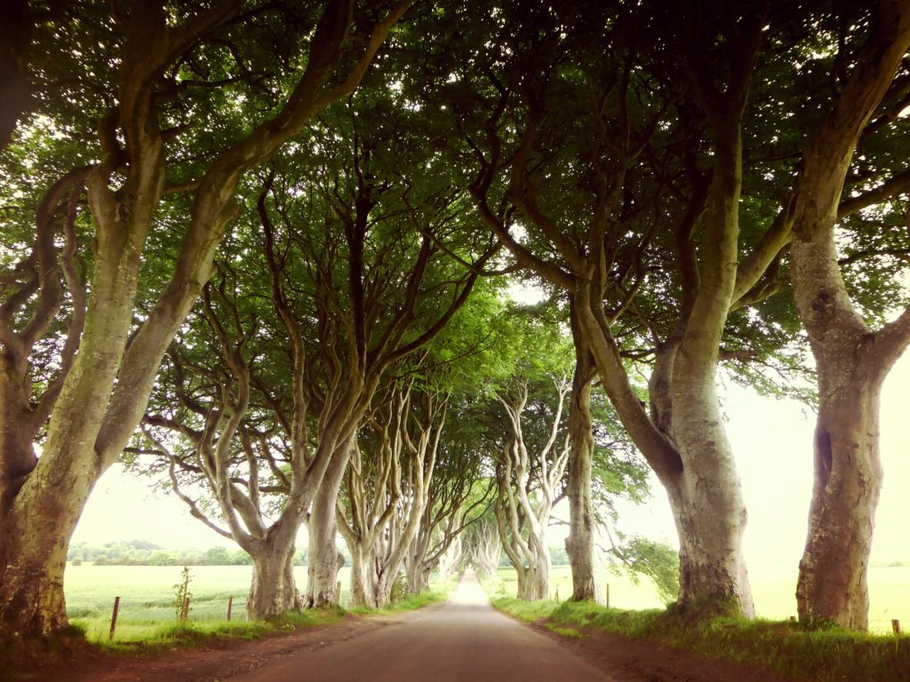 Dark Hedges,Northern Ireland Giant's Causeway Day Tour