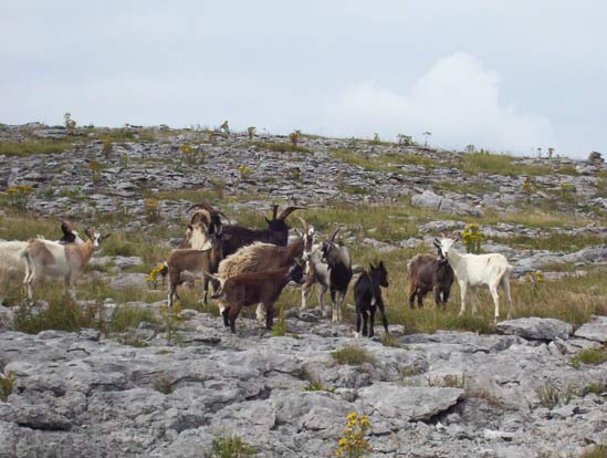 Ferral goats Le Burren