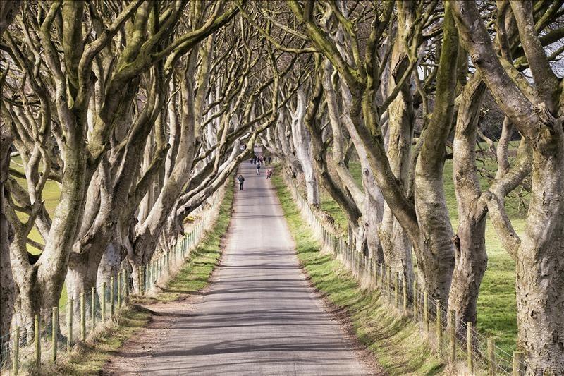 the-dark-hedges