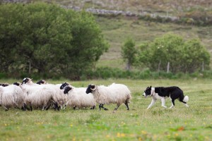 Bay Coast Glen Keen Farm Mayo Sheep Herding